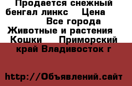 Продается снежный бенгал(линкс) › Цена ­ 25 000 - Все города Животные и растения » Кошки   . Приморский край,Владивосток г.